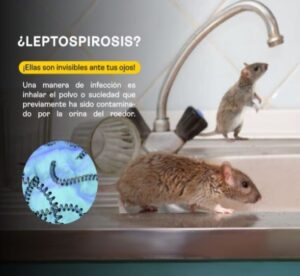 Leptospirosis, un peligro para la salud.