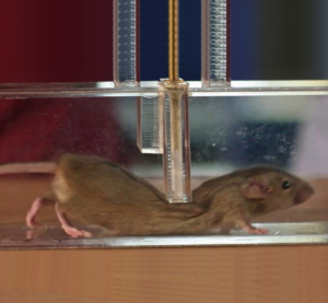 Video recomendado por BBC: ¿Cómo logran doblarse los ratones para pasar por espacios muy pequeños?